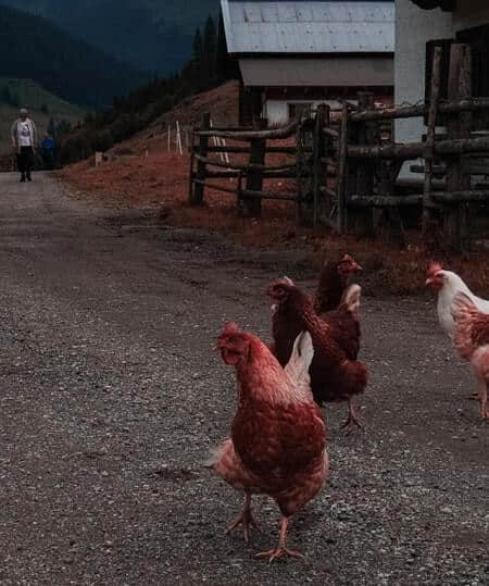 Why Do My Chickens Stay Out in the Rain