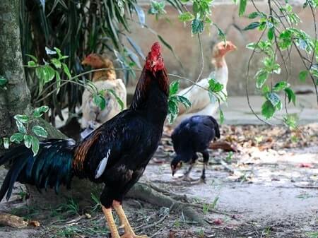 rooster spurs roosters