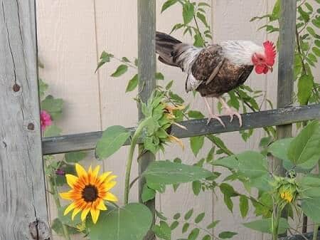 Why Raise Bantam Chickens