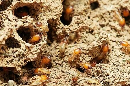 Will Chickens Help With a Termite Infestation