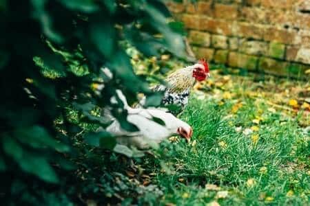 Will Chickens Leave Plants That Are Poisonous to Them