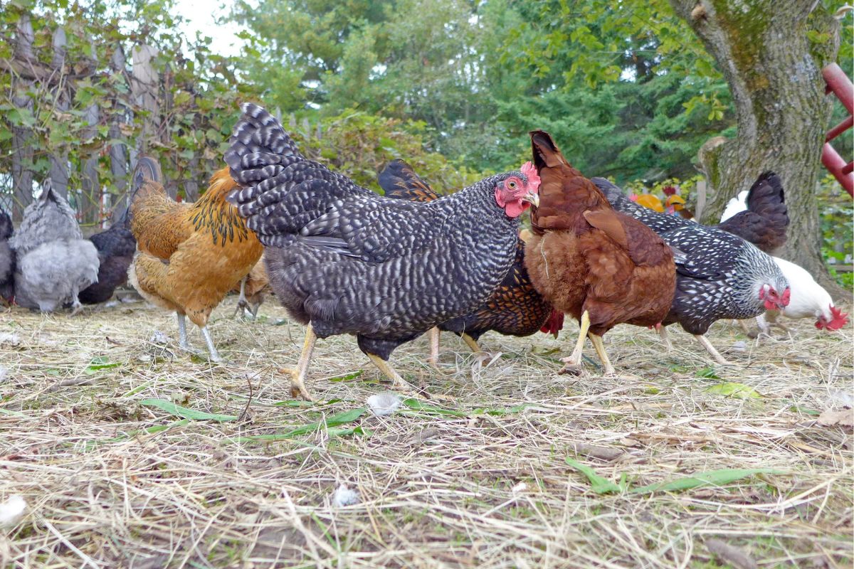 A bunch of chickens wandering in a backyard.