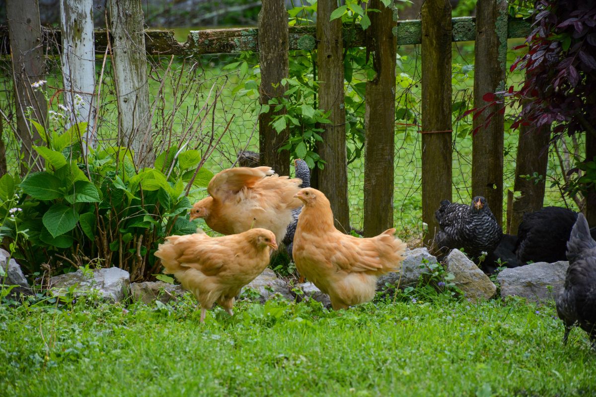 Brown and black chickens are wandering in a backyard near a wooden fence.