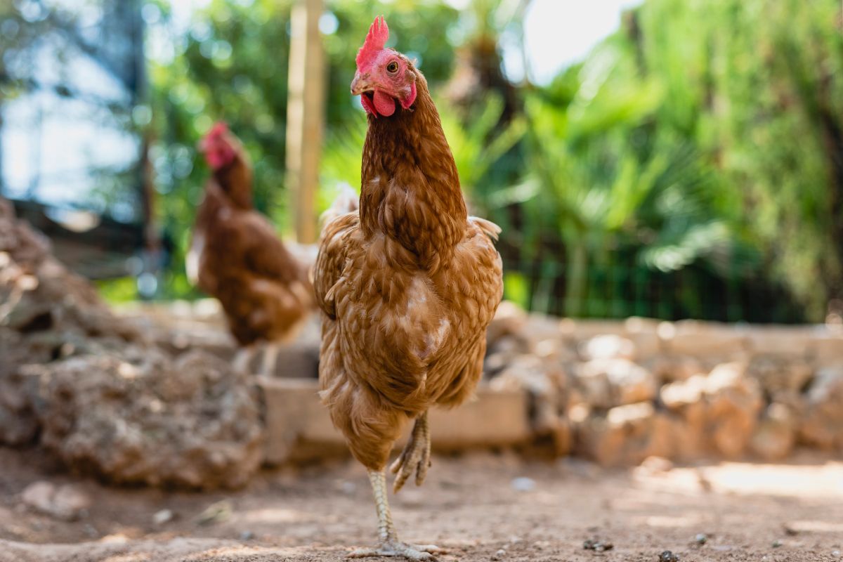 Two brown chickens are wandering in a backyard.