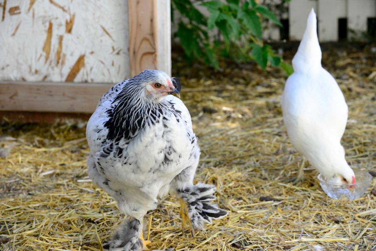 Two chickens on a straw mulch in a backyard.