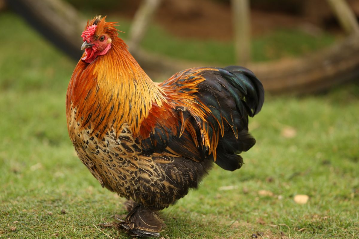 A cute-looking bantam chicken in a backyard.