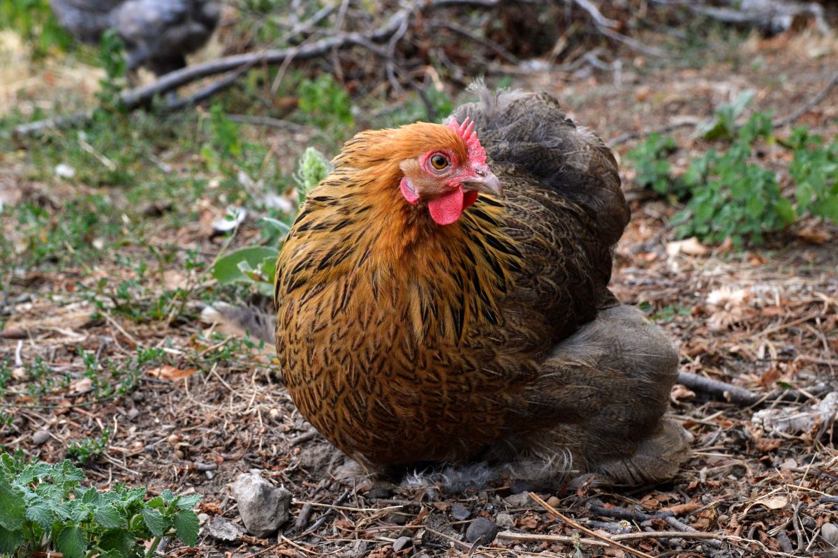 A cute bantam chicken sitting in a backyard.