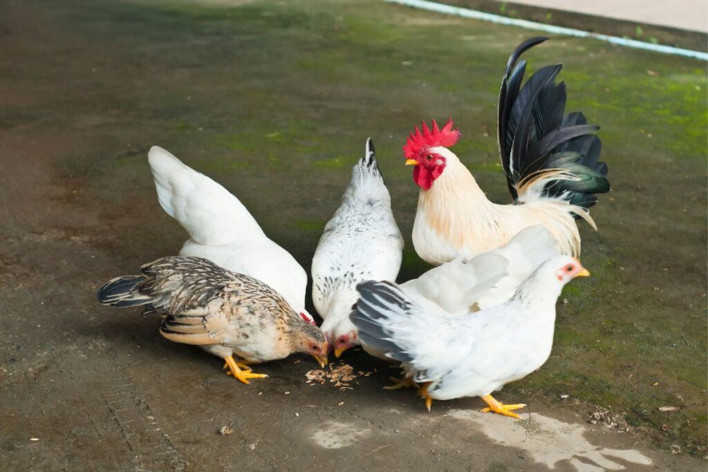 How Long Do Bantam Chickens Live For? (+ Other Bantam Facts) Chicken