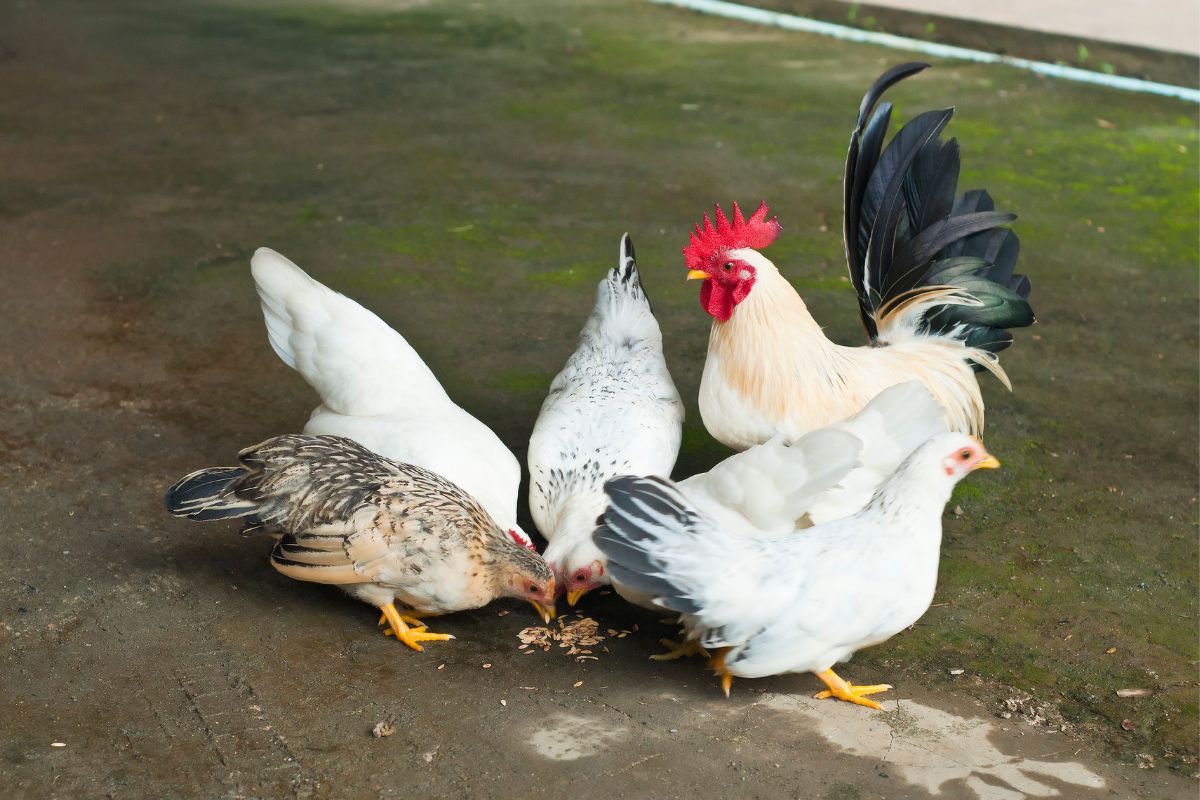 A Bantam rooster and chicken eating grain in a backyard.
