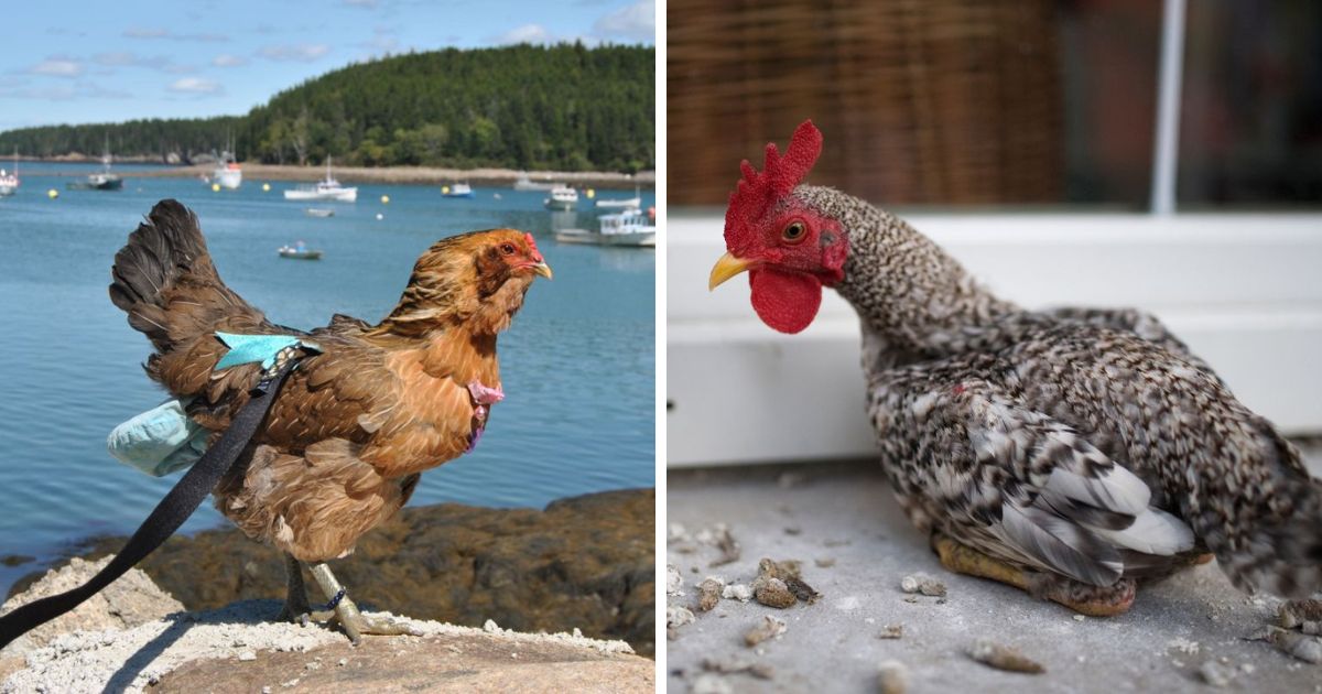 Can Chickens Be Potty Trained? (Actually, Yes!) Chicken & Chicks Info