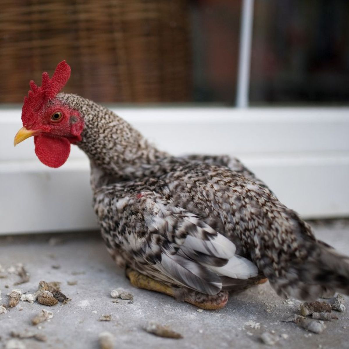 Is Wisteria Poisonous to Chickens? (Beautiful, But Poisonous) Chicken & Chicks Info