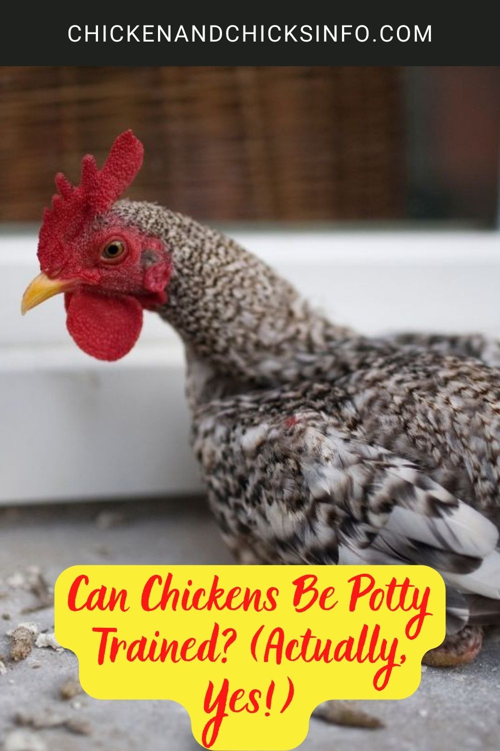 Can Chickens Be Potty Trained (Actually, Yes!) poster.
