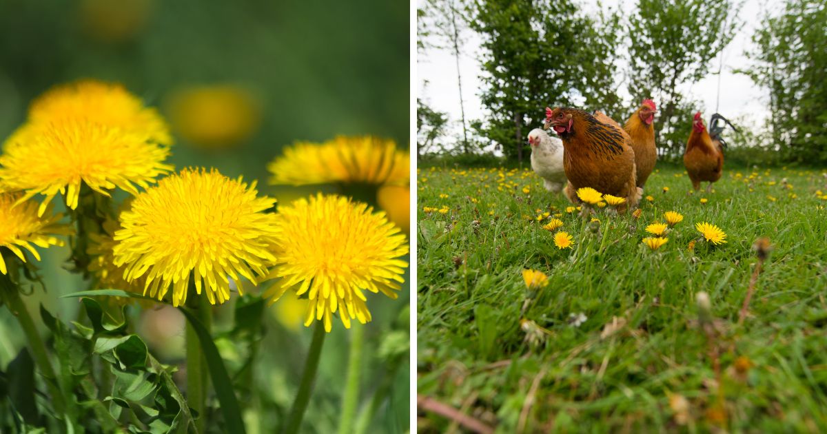 Can Chickens Eat Dandelions? (Annoying Weed or Tasty Treat?) Chicken