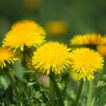 A close-up of blooming dandelions.