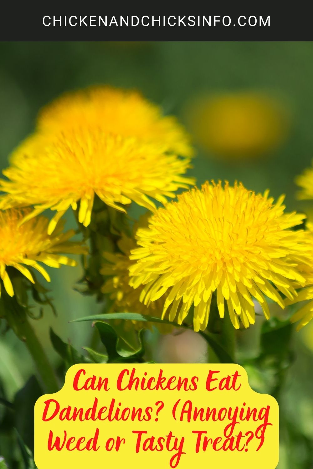 Can Chickens Eat Dandelions? (Annoying Weed or Tasty Treat?) poster.
