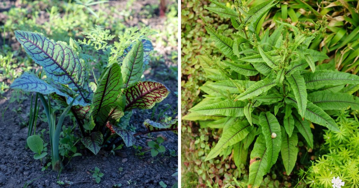 Can Chickens Eat Dock Leaves? (A Nutritious Weed) Chicken & Chicks Info