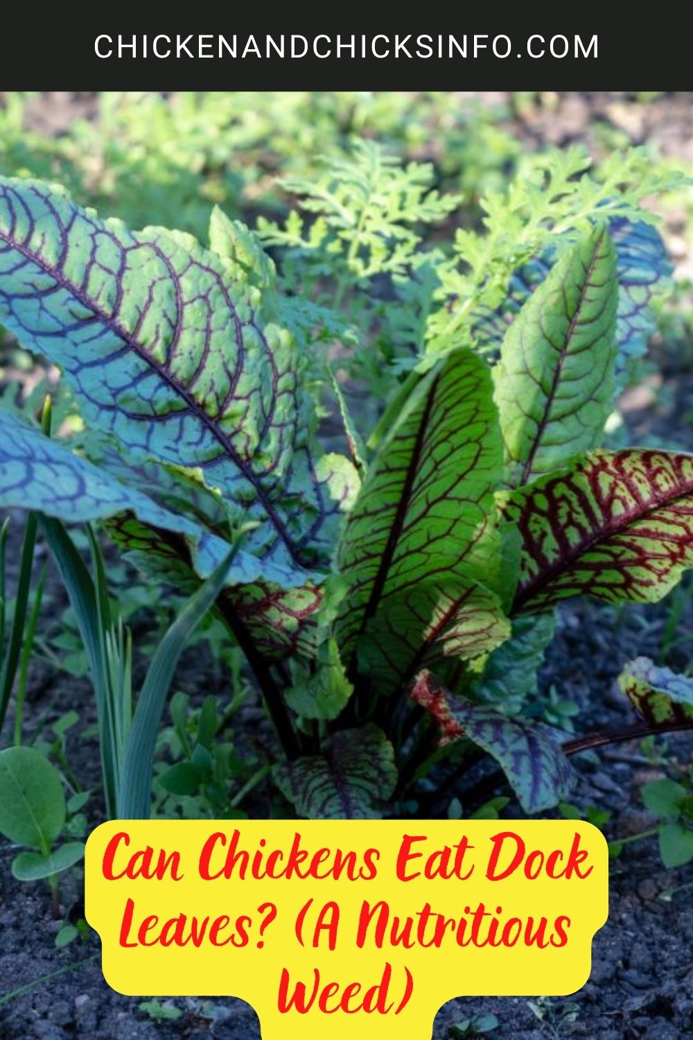 Can Chickens Eat Dock Leaves? (A Nutritious Weed) poster.
