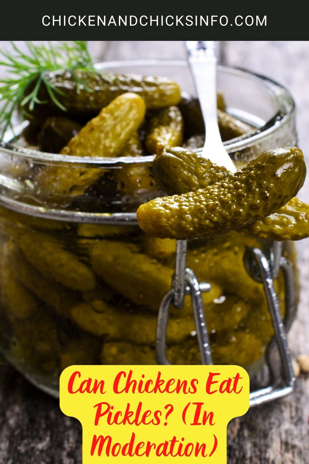 Can Chickens Eat Pickles? (In Moderation) poster.
