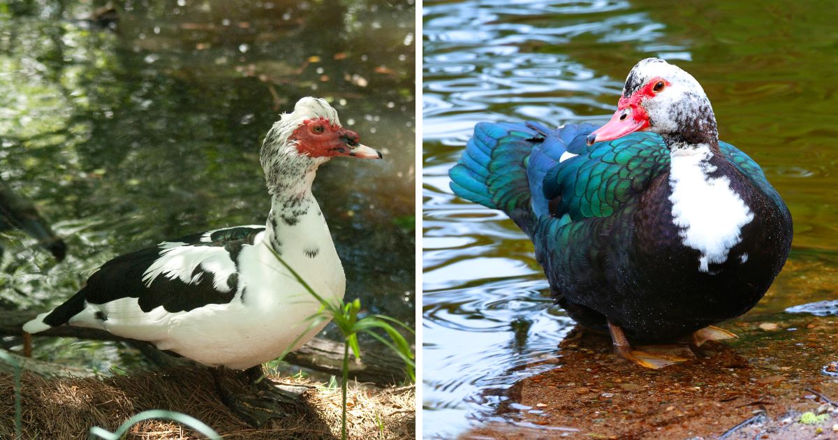Can Muscovy Ducks Live With Chickens? (Yes, Here's How) Chicken