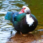 A beautiful muscovy duck in a shallow water.