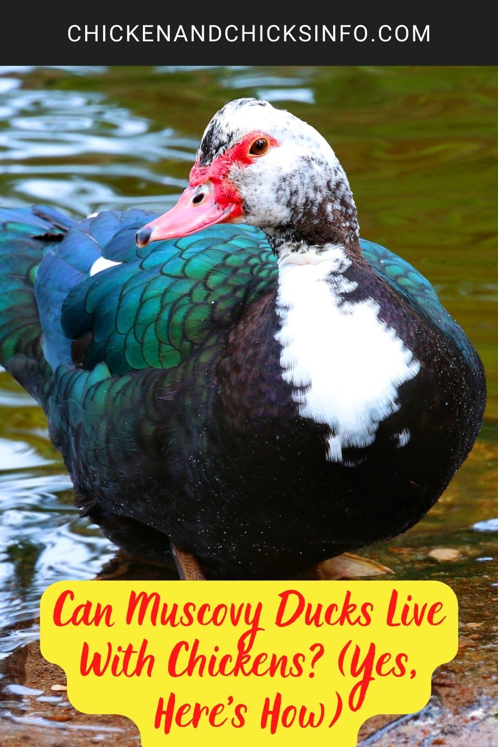 Can Muscovy Ducks Live With Chickens? (Yes, Here's How) poster.
