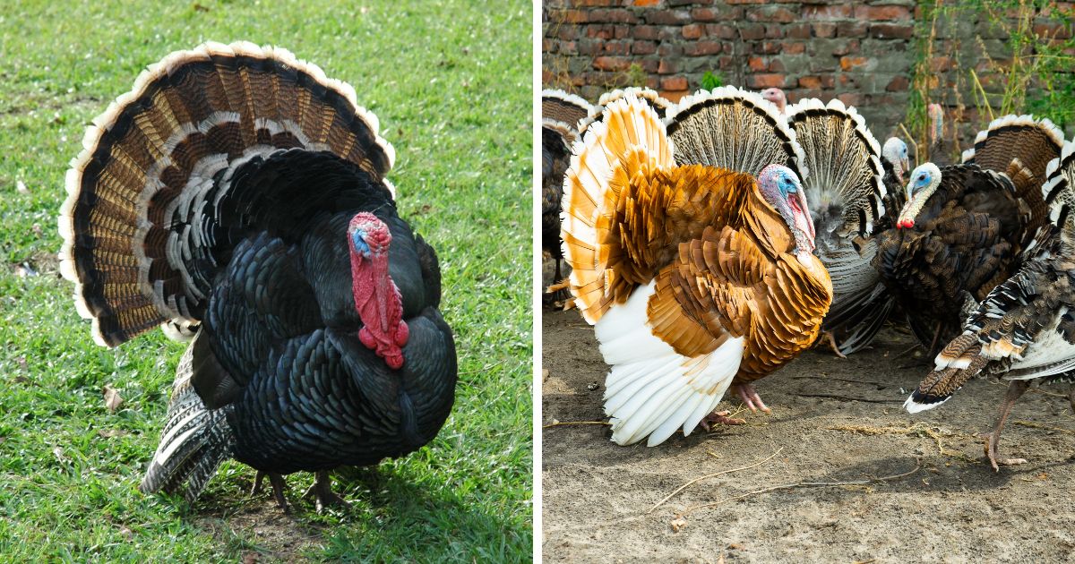 Can Turkeys Live With Chickens? (Yes, Here's How) Chicken & Chicks Info