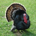 A huge male turkey on pasture.