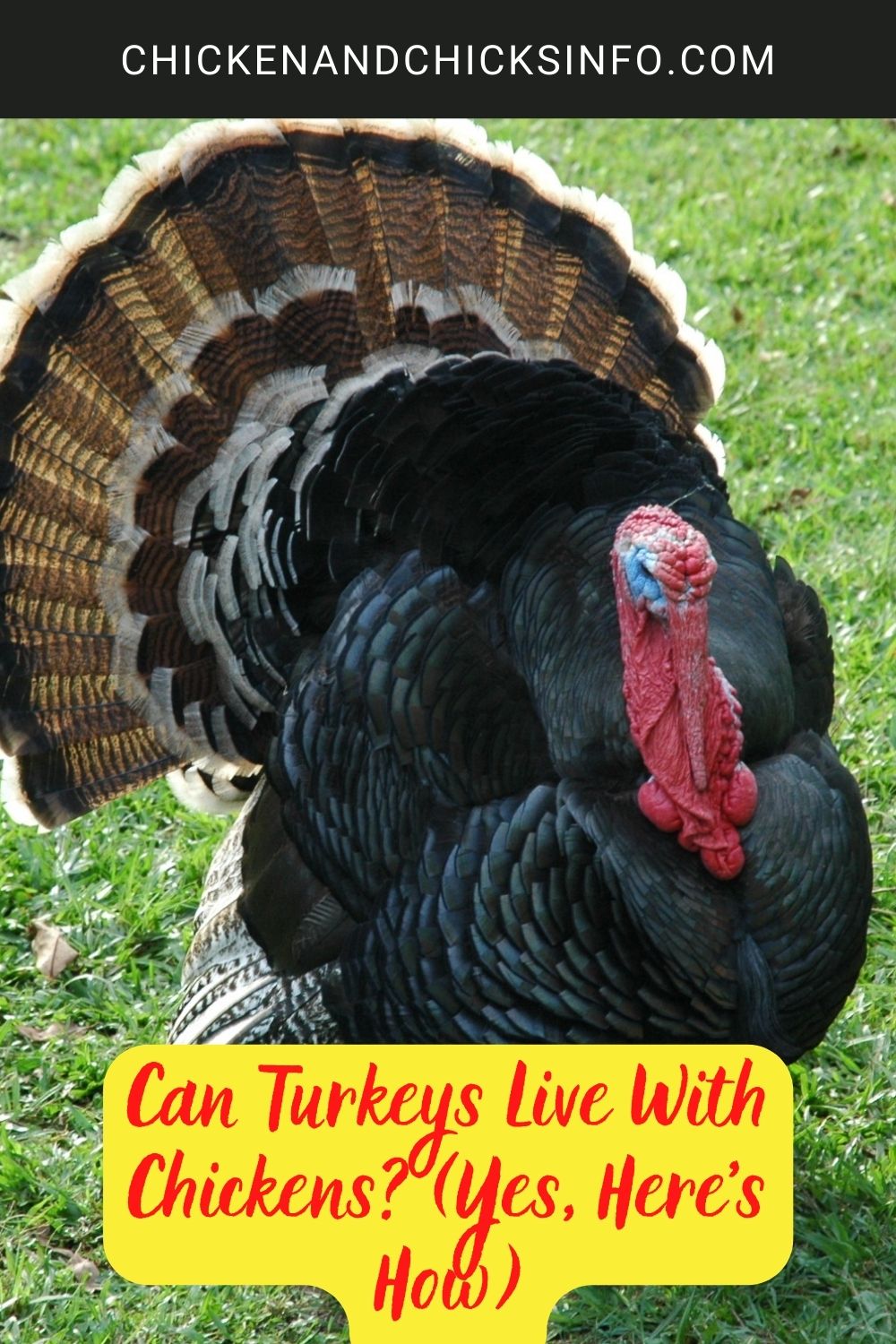 Can Turkeys Live With Chickens? (Yes, Here's How) poster.
