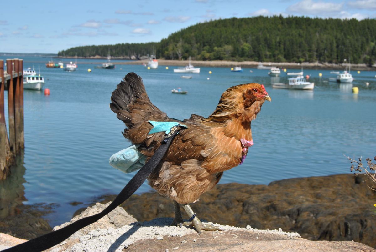 A brown chicken with a diaper near a harbor.