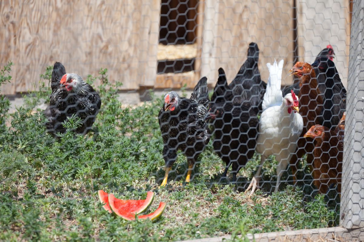 A bunch of chickens in a backyard looking at watermelon rinds.