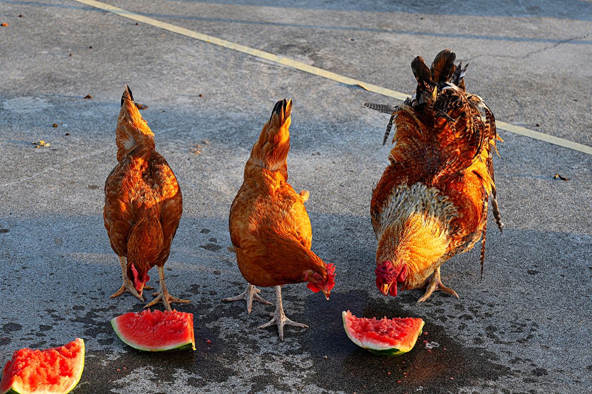 Two brown chickens and a rooster eating a watermelon.