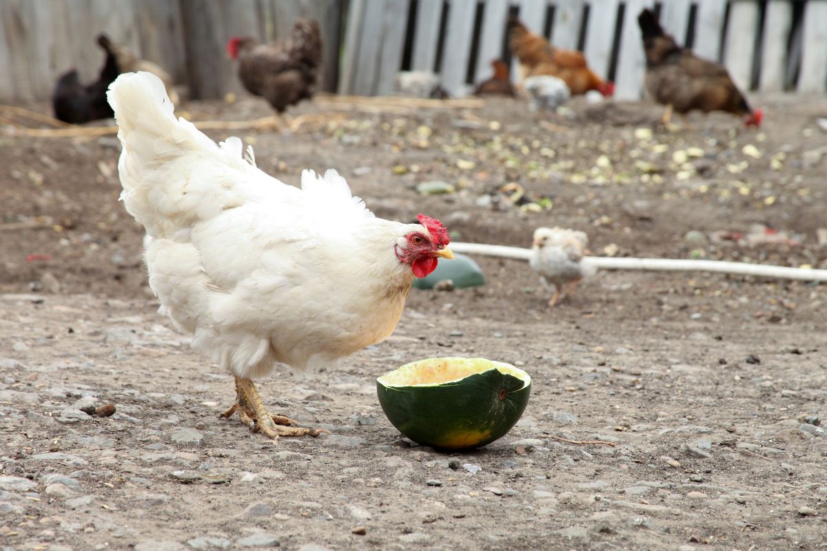 A white chicken eating watermelon in a backyard.