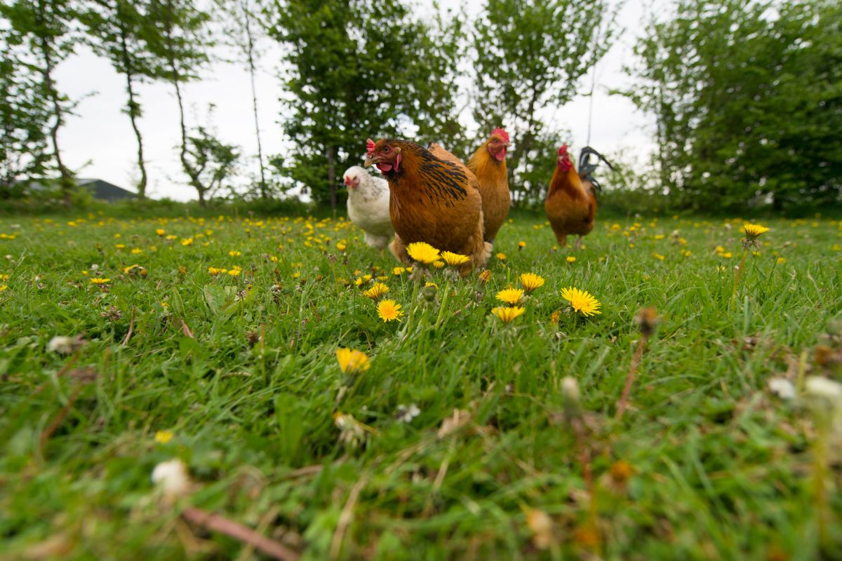 Four chickens walking on a meadow with blooming dandelions.