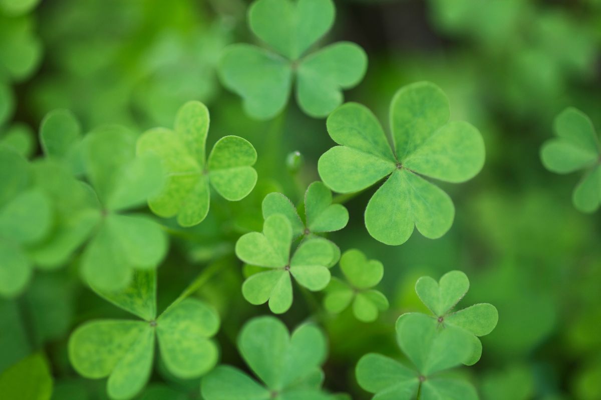A close-up of clover leaves.