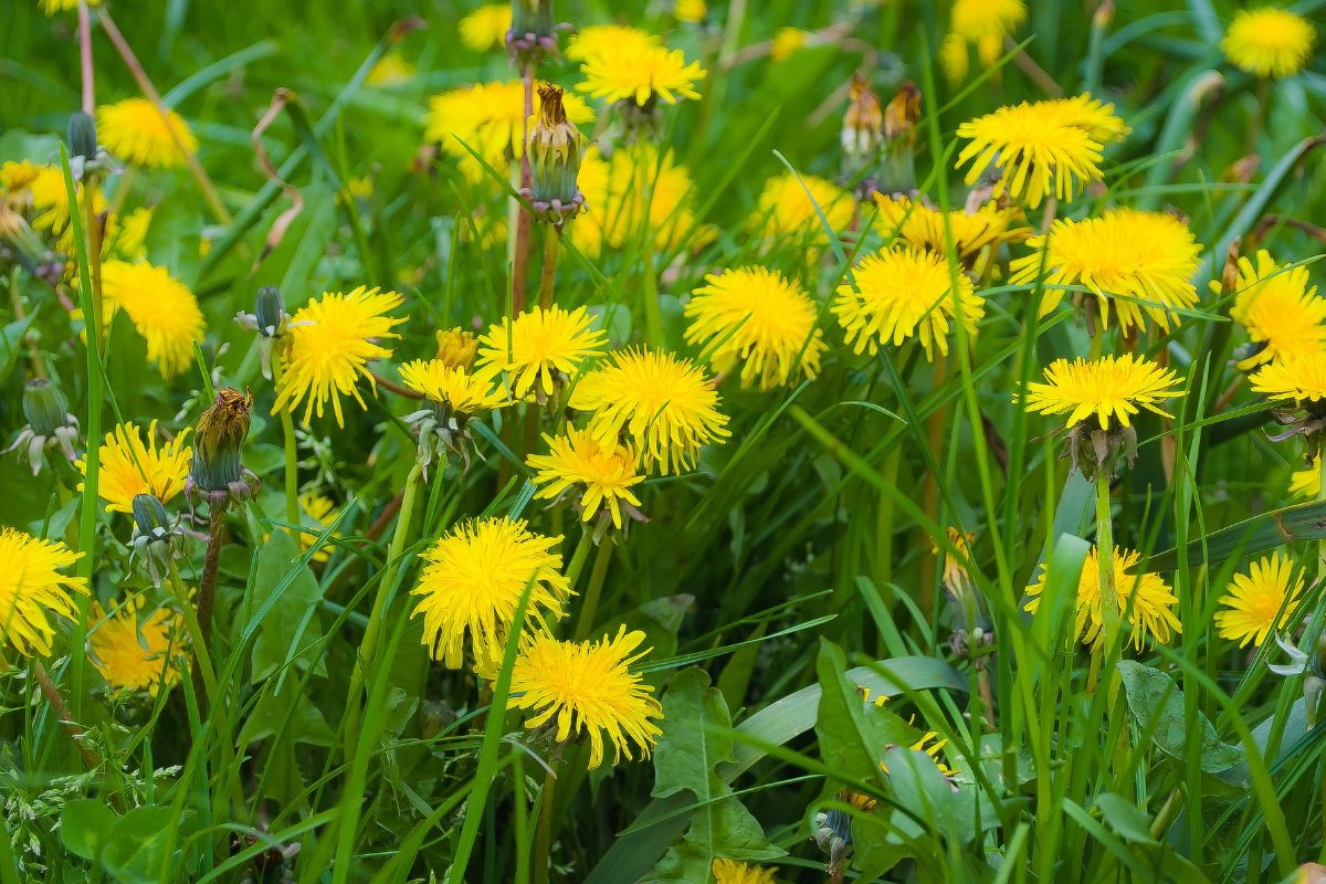 Yellow blooming dandelions on a meadow.