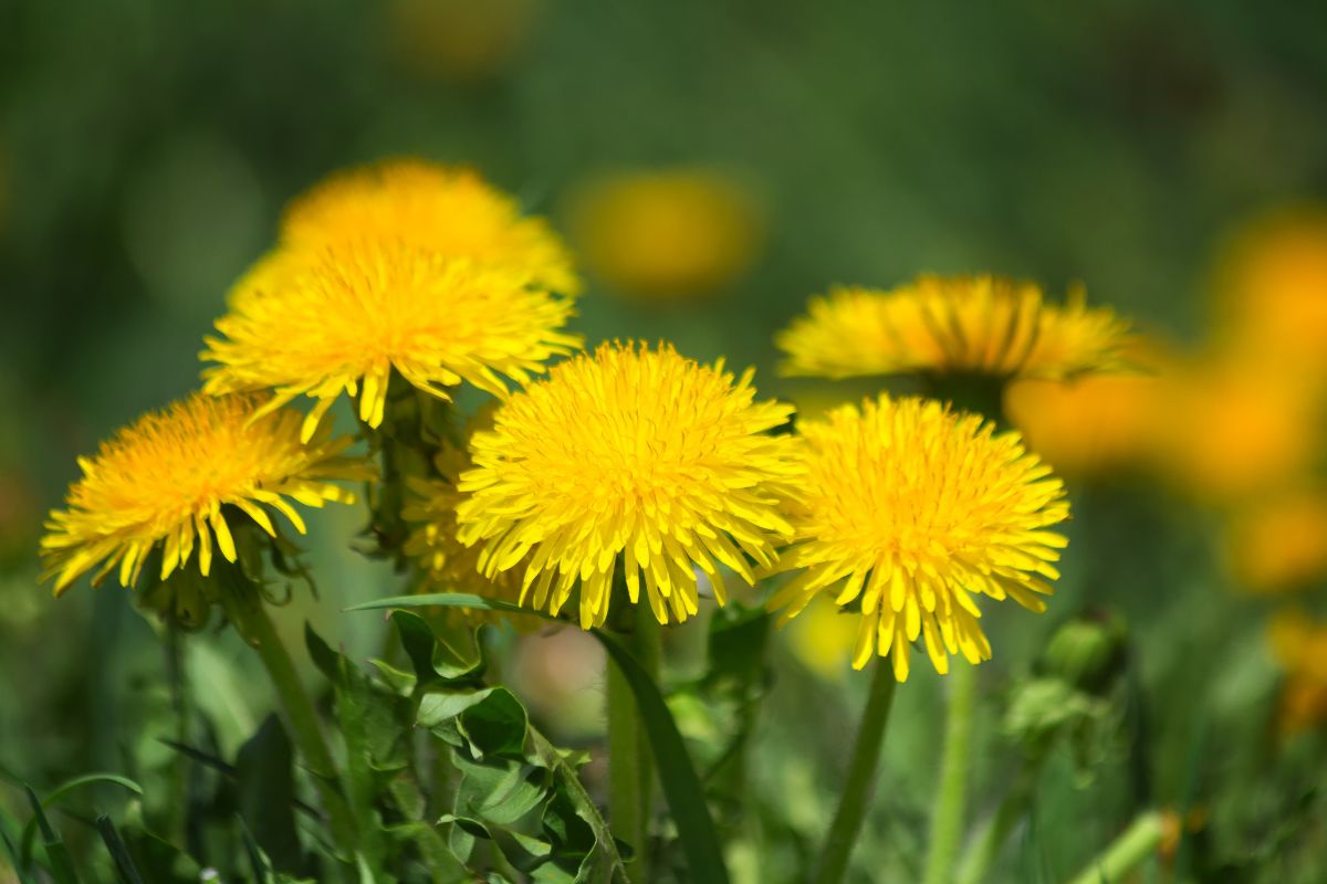 A close-up of blooming dandelions.