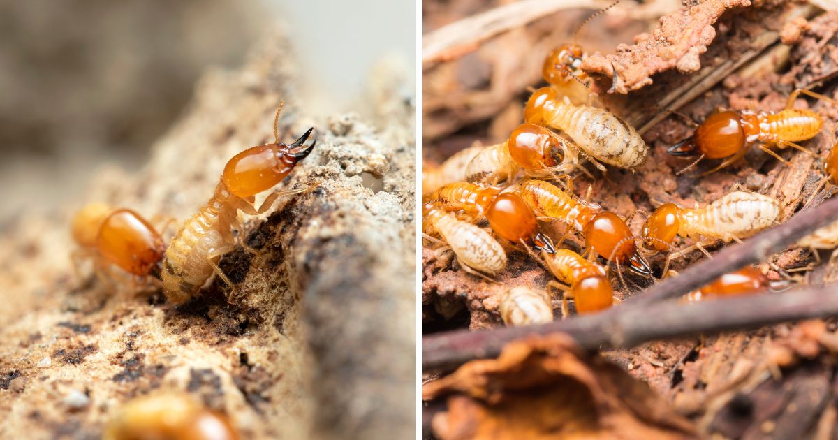 Do Chickens Eat Termites? (Surprising Benefits) Chicken & Chicks Info