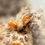 Two temites on a wooden log.