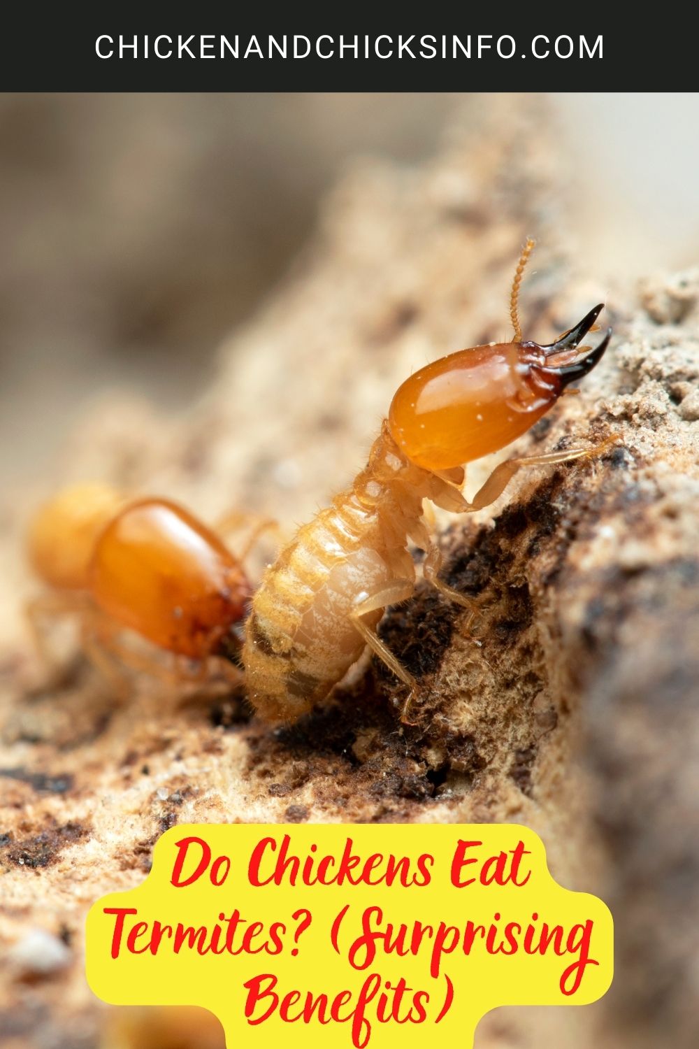 Do Chickens Eat Termites? (Surprising Benefits) poster.
