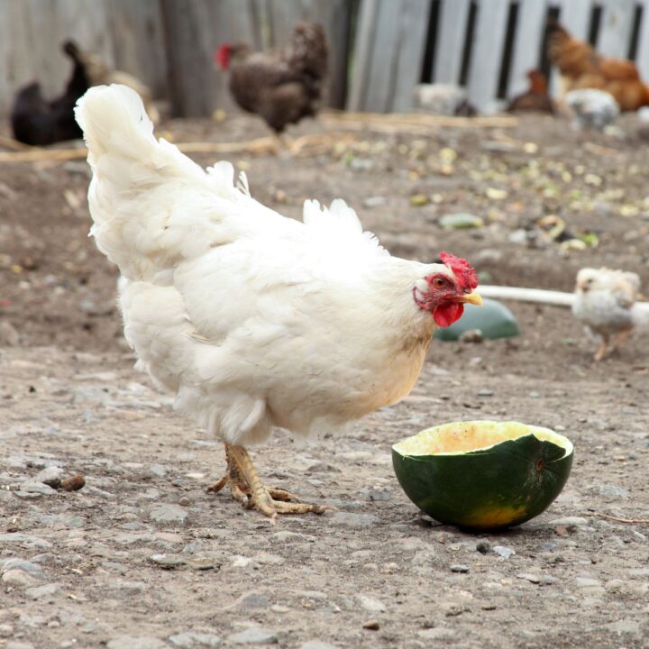 Can Chickens Be Potty Trained? (Actually, Yes!) Chicken & Chicks Info