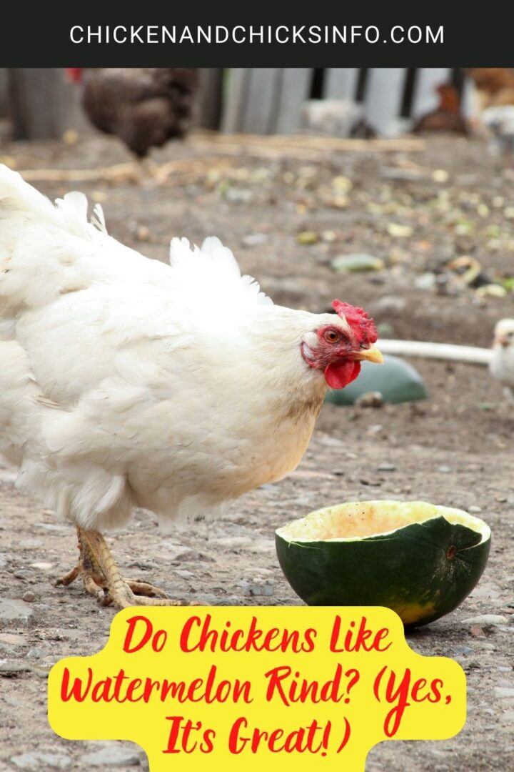 Do Chickens Like Watermelon Rind? (Yes, It's Great!) Chicken & Chicks Info
