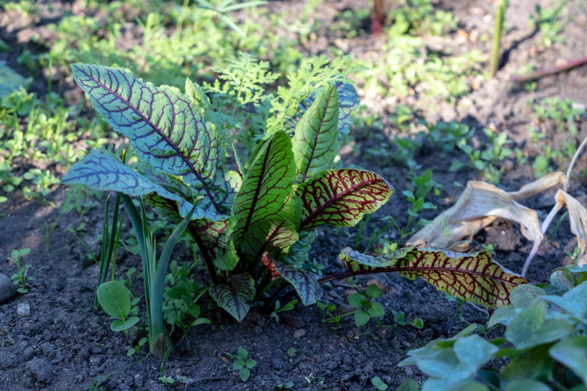 A dock plant growing in a backyard on a sunny day.