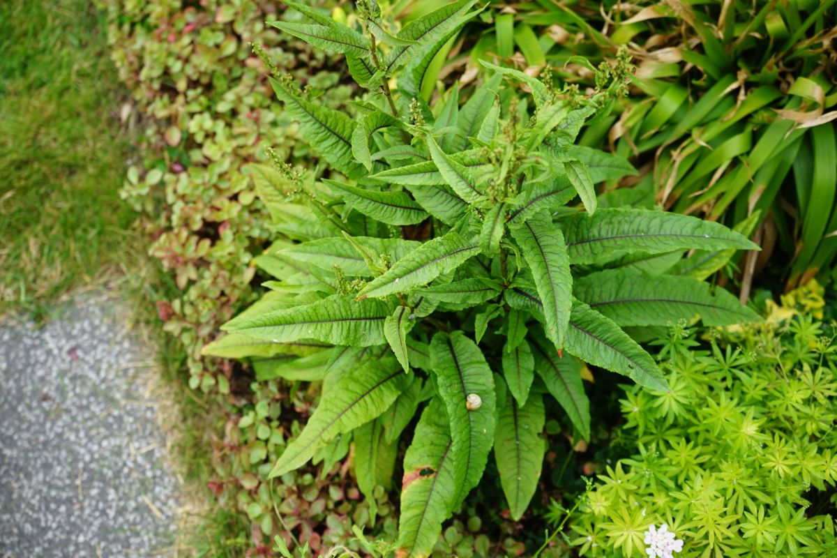 A dock plant growing in a backyard garden.