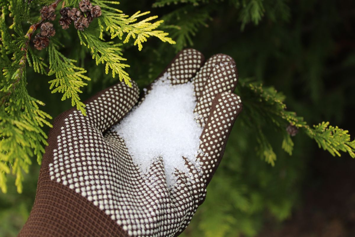 Epsom salt on the palm of the hand with a glove.
