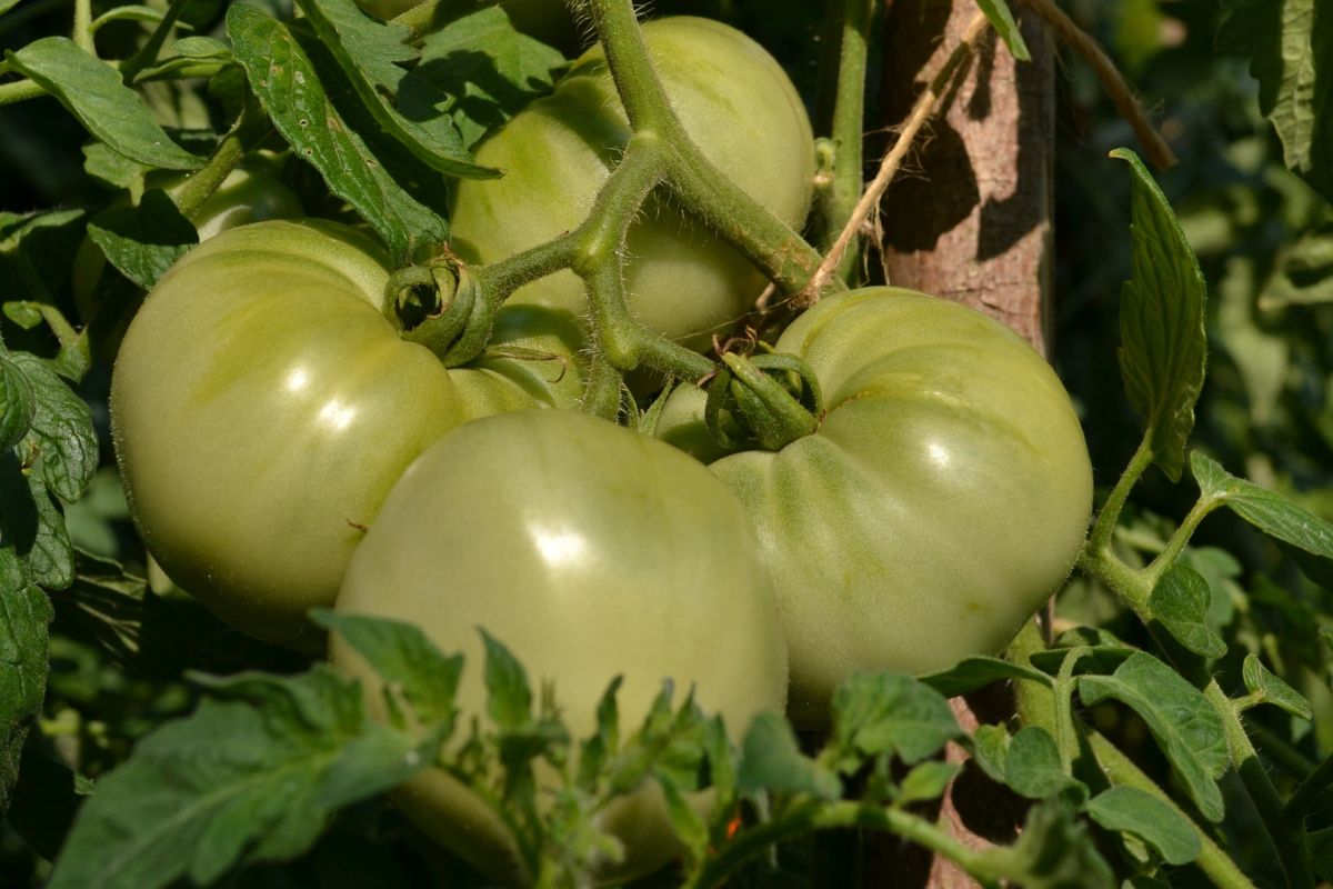 Green tomatoes are hanging on a plant on a sunny day.