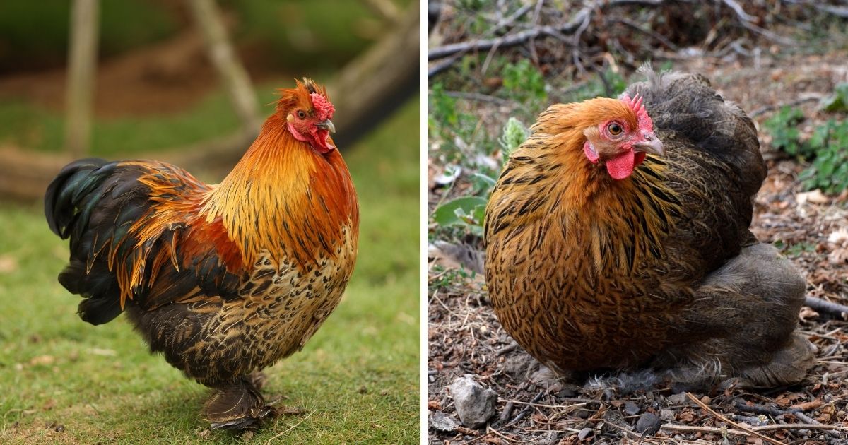How Long Do Bantam Chickens Live For? (+ Other Bantam Facts) Chicken