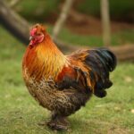 A cute-looking bantam chicken in a backyard.