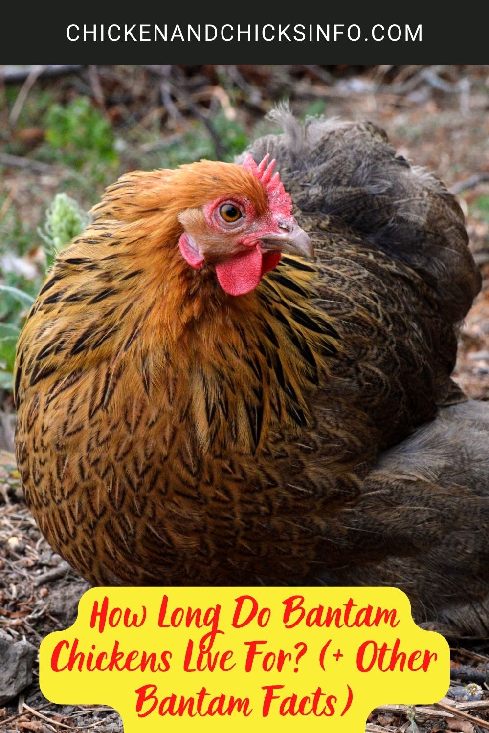 How Long Do Bantam Chickens Live For? (+ Other Bantam Facts) poster.
