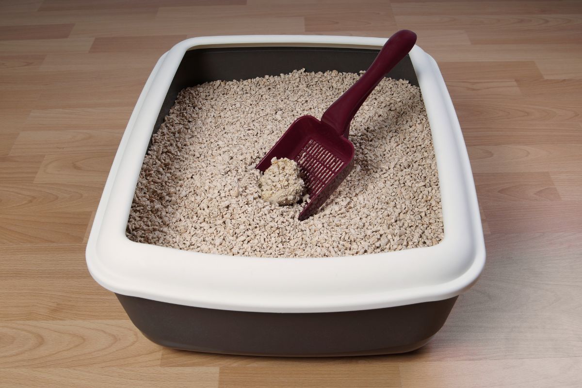 A cat litter box.