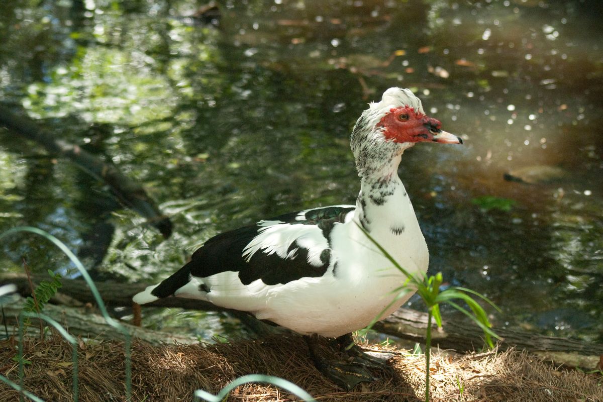 A muscovy duck near water.